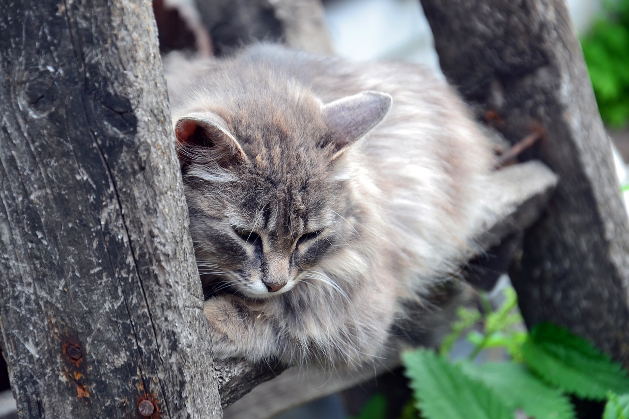 当局称猴子死亡为单一园区内动物传染病 对市民影响低吁毋须担心