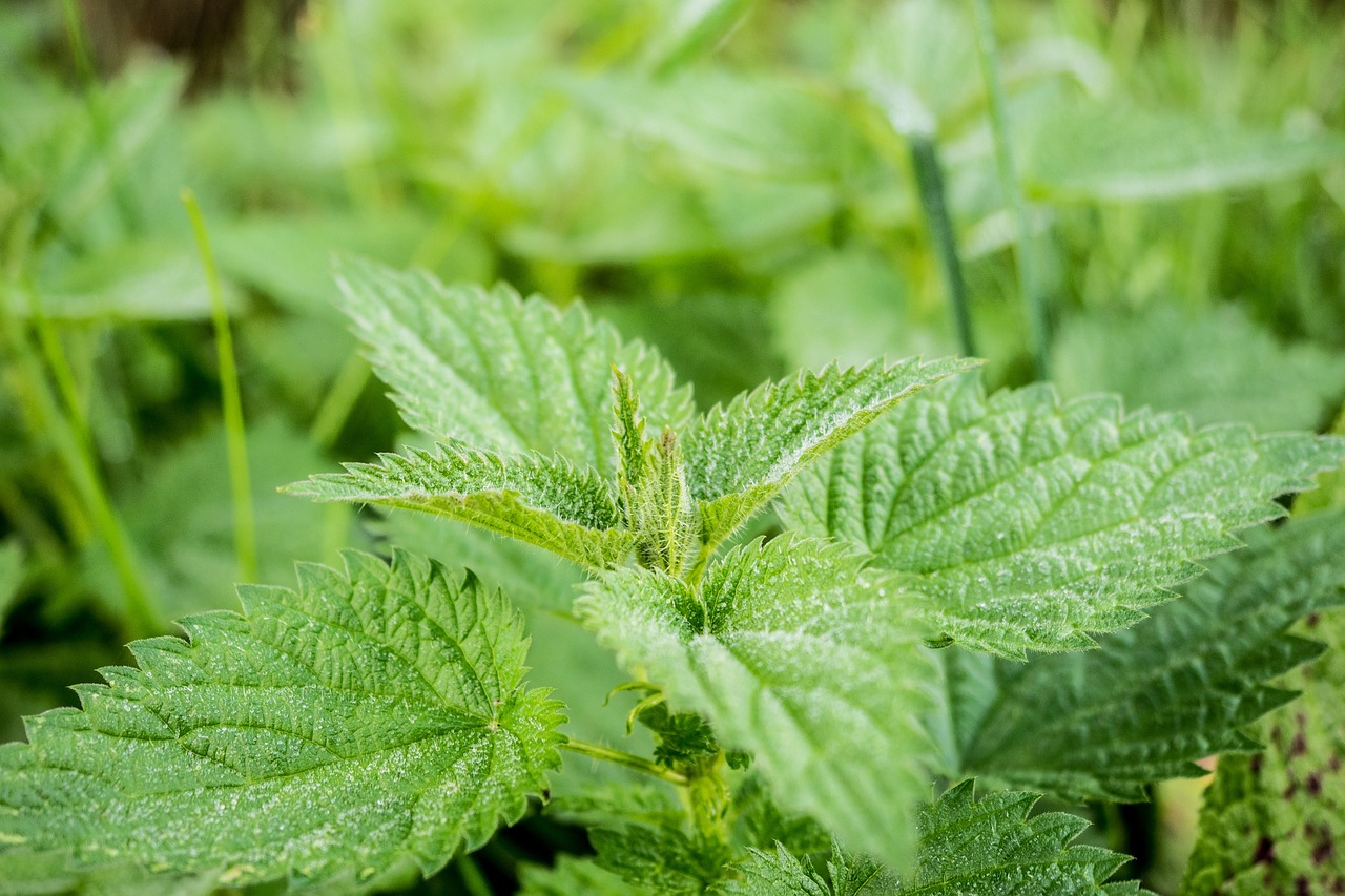 加科思：戈来雷塞治疗胰腺癌适应症在欧洲获得孤儿药疗法认定